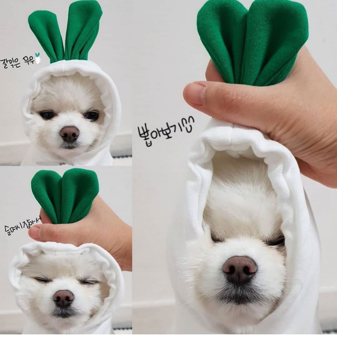 Cute Fruit Dog Hoodie - Warm Winter Fleece Pet Clothes