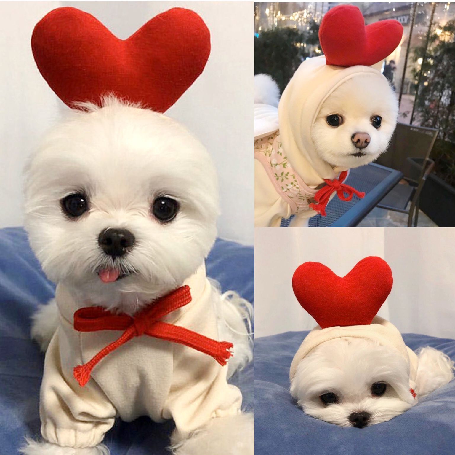 Cute Fruit Dog Hoodie - Warm Winter Fleece Pet Clothes