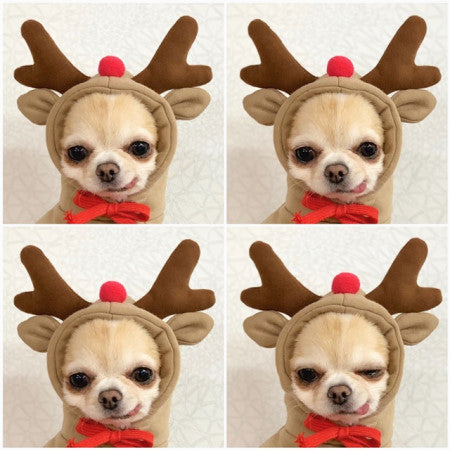 Cute Fruit Dog Hoodie - Warm Winter Fleece Pet Clothes