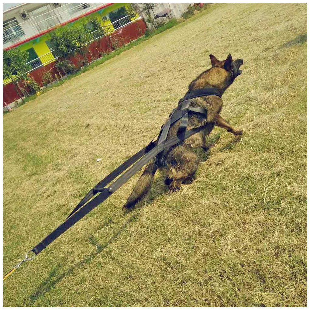 Heavy-Duty Dog Training Harness & Leash Set - No-Pull Chest Strap